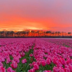 Meet your Posher, Jade